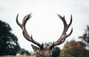 Şıklığın Vazgeçilmezi: Erkek ve Kadın Deri Mont ve Ceketleri derimosa2